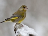 حيَل وأسرار الحيوانات والطيور لمواجهة برد الشتاء القارس