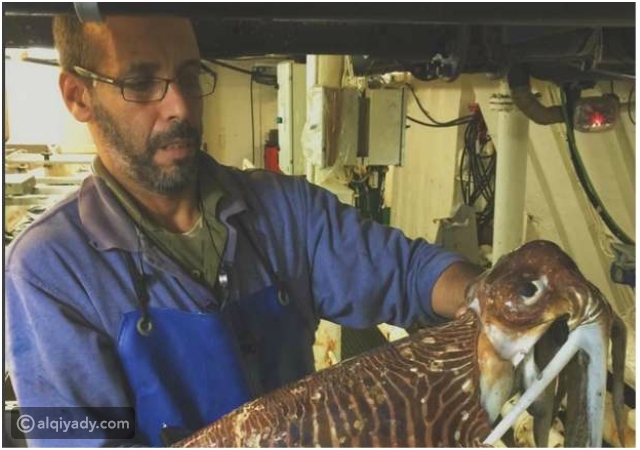 بالصور.. صياد روسي يصطاد كائنات مخيفة من قاع المحيط.. لن تصدق شكلها!